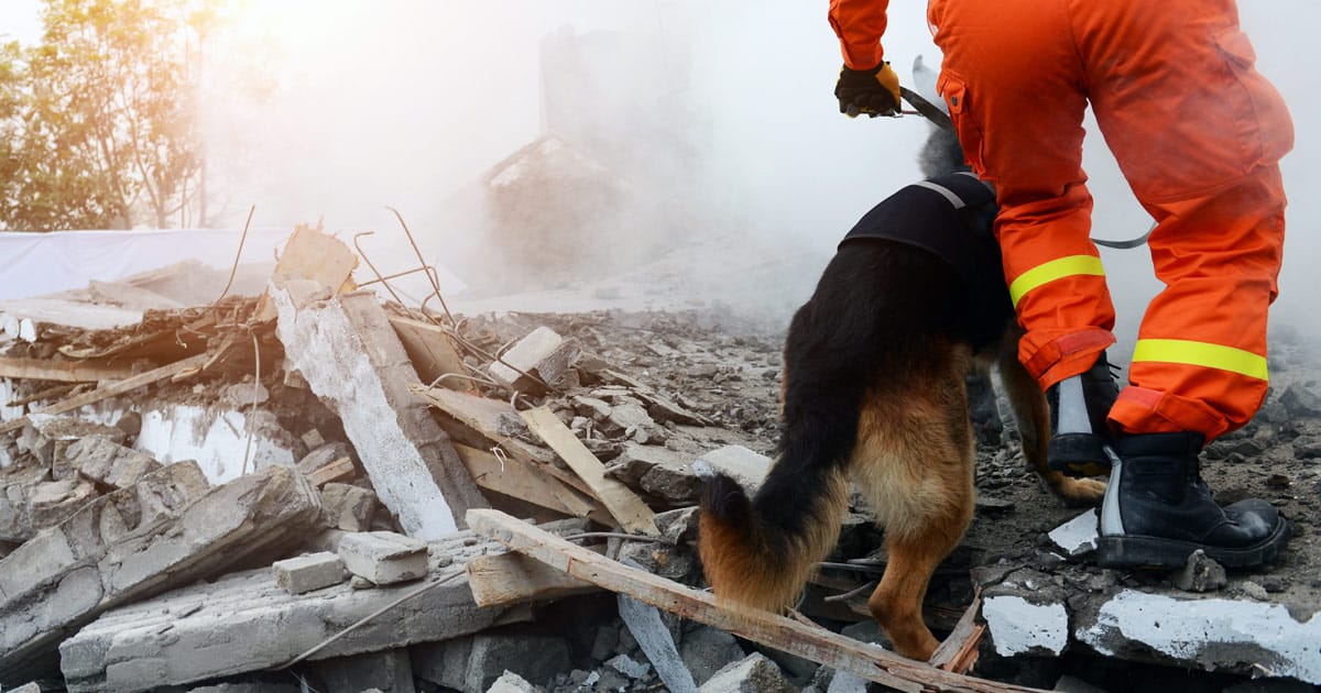 utilizzo dei cani nei soccorsi dopo un terremoto: come i cani salvano vite umane