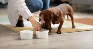 Le allergie alimentari nel cane