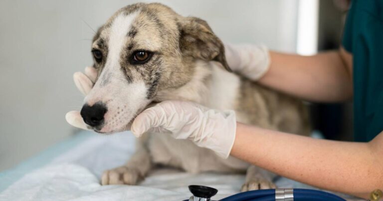 I parassiti intestinali del cane