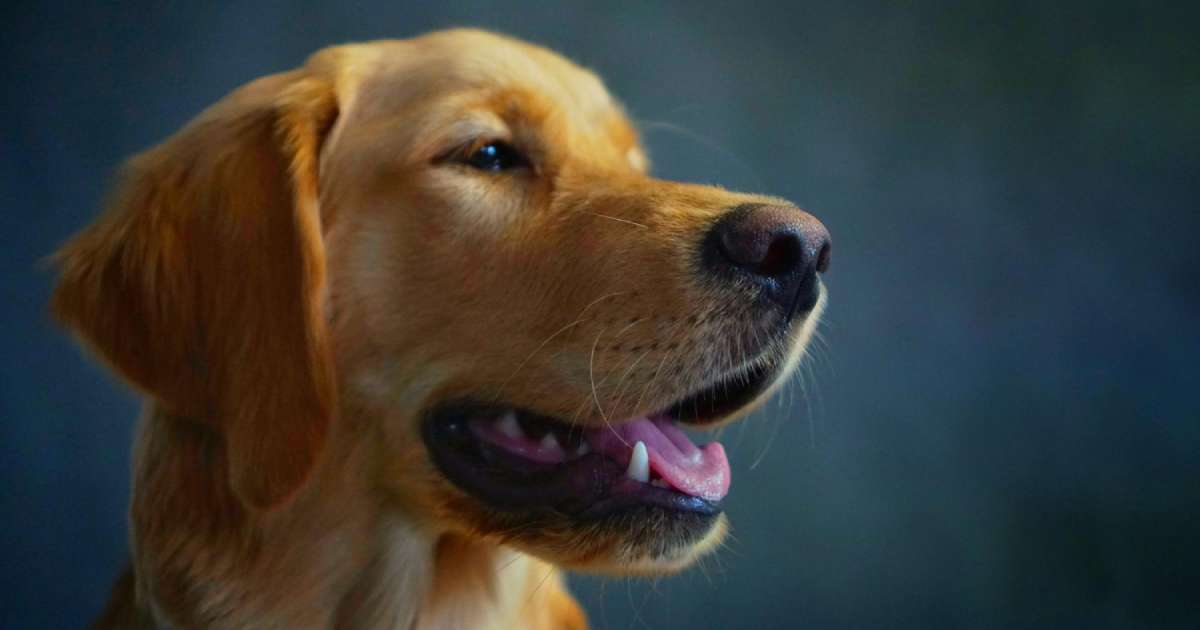 Cani addestrati a fiutare il tumore: lo dimostra uno studio