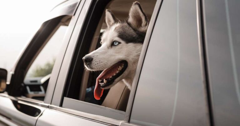 Il mal d'auto del cane