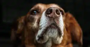 Terremoti: è vero che i cani li percepiscono in anticipo?