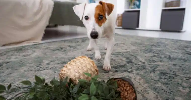 Cane e piante tossiche