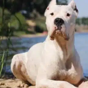 dogo argentino cane affettuoso e dominante