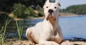 dogo argentino cane affettuoso e dominante