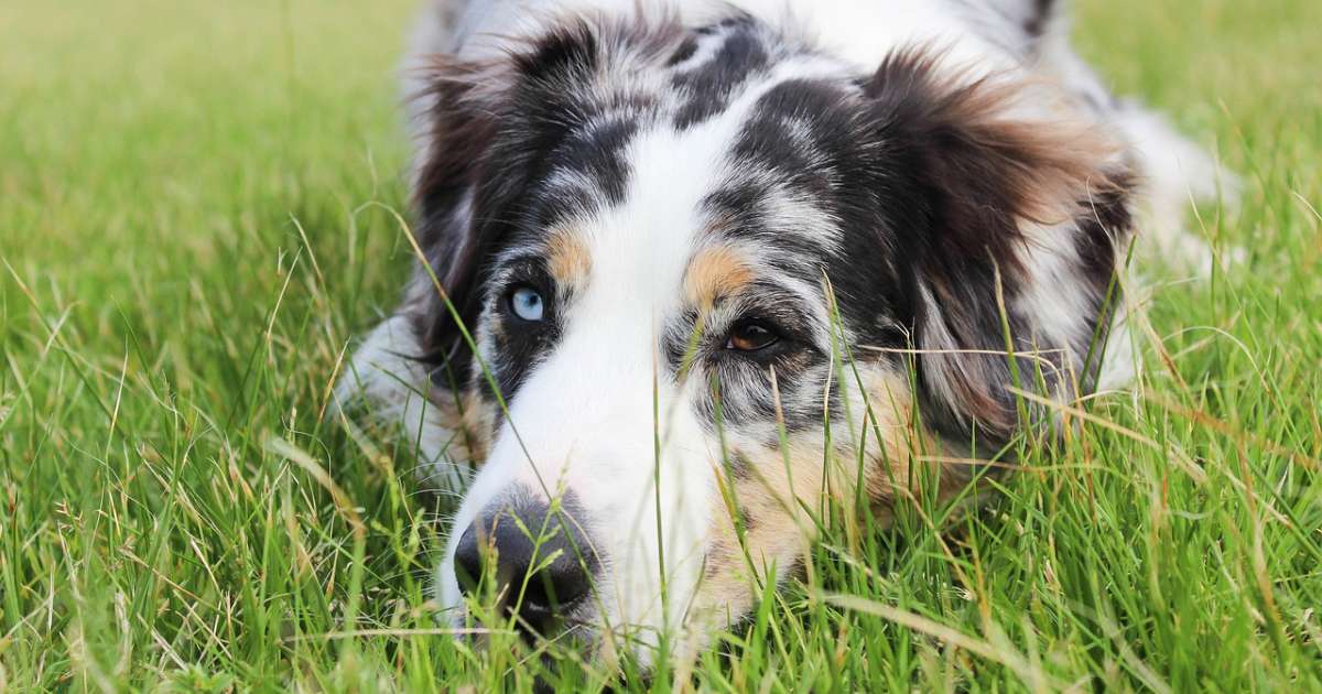 Perché alcuni cani hanno un occhio di colore diverso dall'altro?