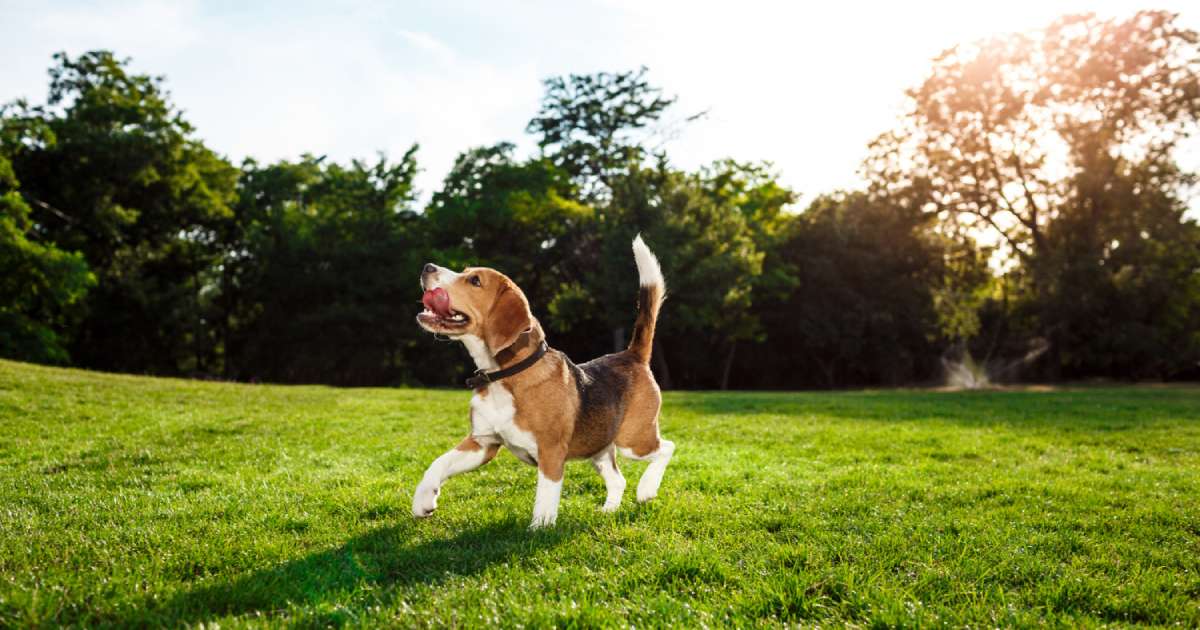 Il Beagle: cane intelligente, curioso, dotato di grande energia