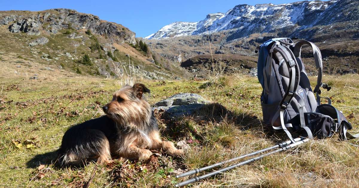 Dog trekking: cos'è e come si pratica