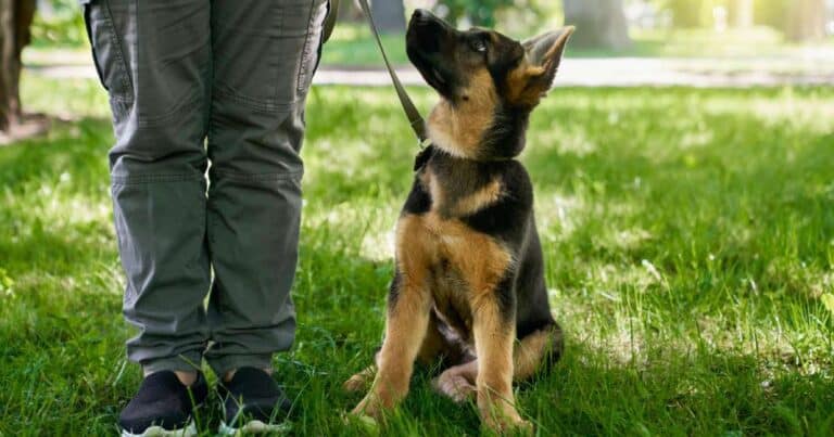 Il cane e la Rally Obedience