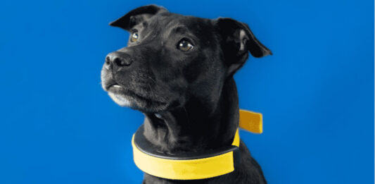 Smart Dog Collar: il collare che monitora l'attività cardiaca del tuo cane