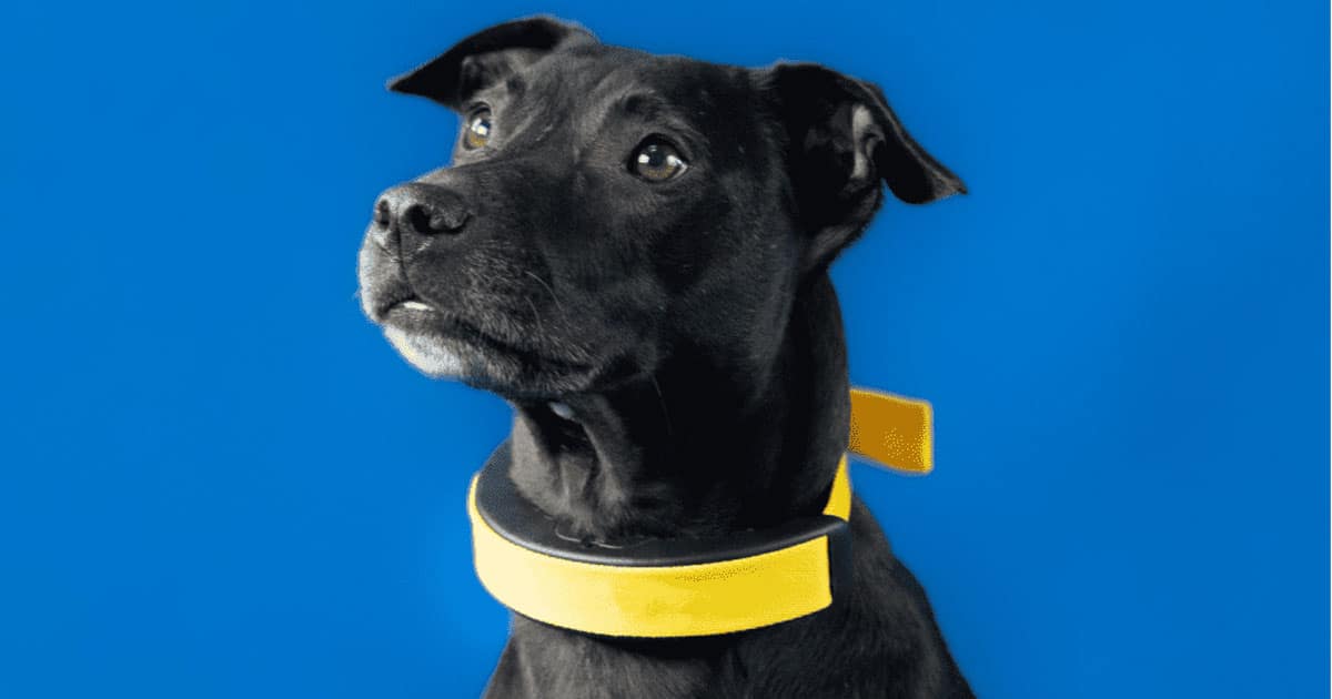 Smart Dog Collar: il collare che monitora l'attività cardiaca del tuo cane