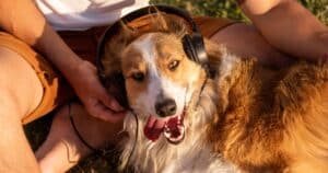 I benefici della musica sulla salute del cane