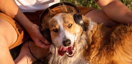 I benefici della musica sulla salute del cane
