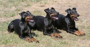 Manchester Terrier: storia, caratteristiche e personalità