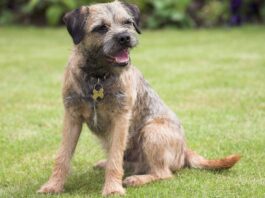 Border Terrier: un cane affettuoso e attivo