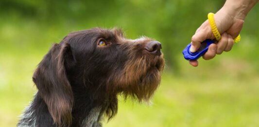 Clicker Training: Cos'è e come utilizzarlo con il cane