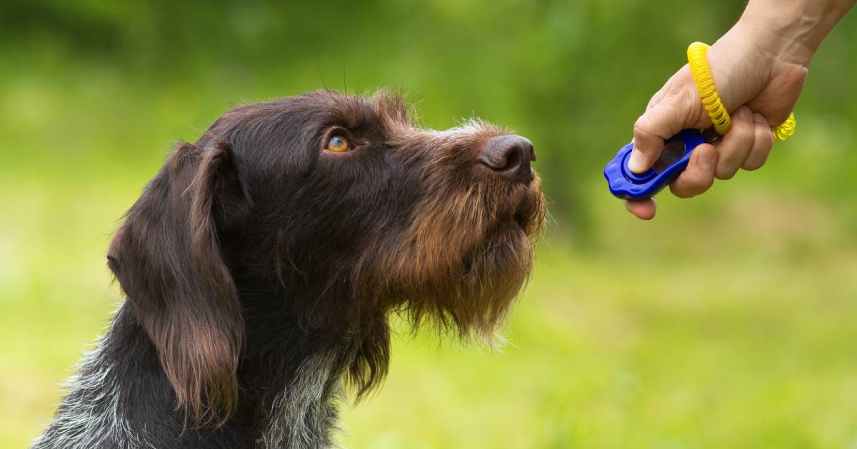 Clicker Training: Cos'è e come utilizzarlo con il cane