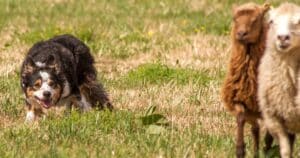 Sheepdog: una sfida per cani e conduttori