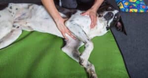 Osteopatia: può aiutare il Cane?