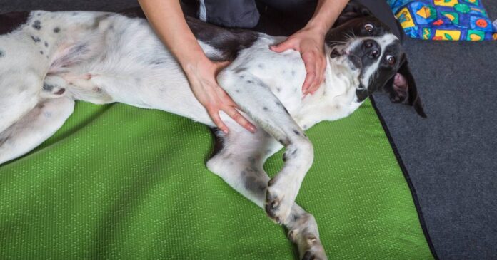 Osteopatia: può aiutare il Cane?