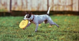 Disc Dog: lo sport per volare con il cane