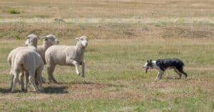 Sheepdog: una sfida per cani e conduttori
