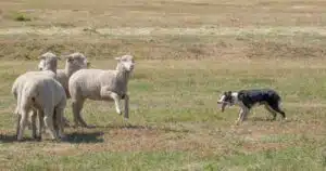 Il cane da pastore: compagno fedele ed efficiente