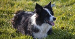 Border Collie: cane intelligente, tenace e grande lavoratore