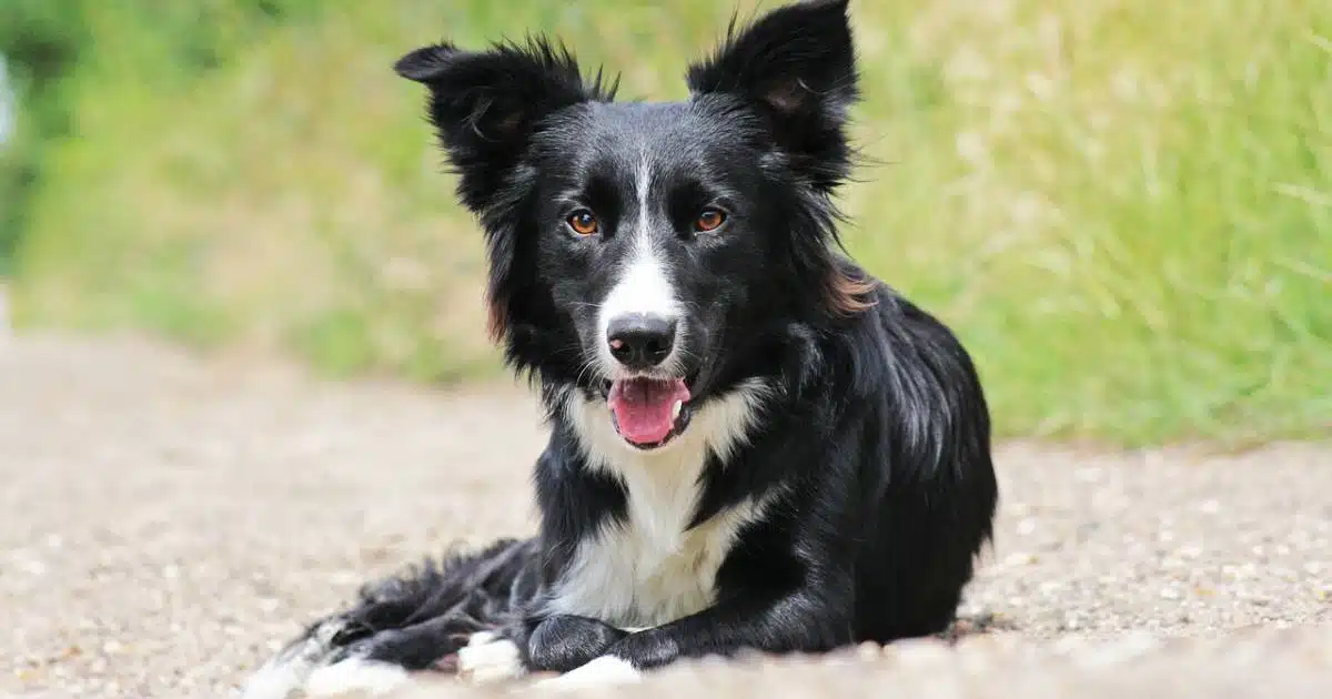 Border Collie: cane intelligente, tenace e grande lavoratore