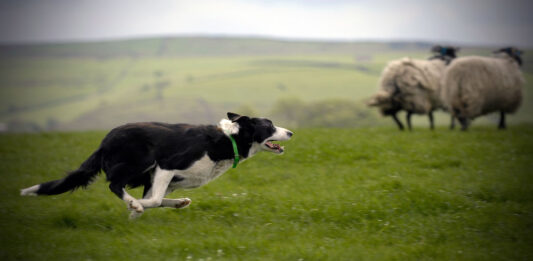 Il cane da pastore: compagno fedele ed efficiente