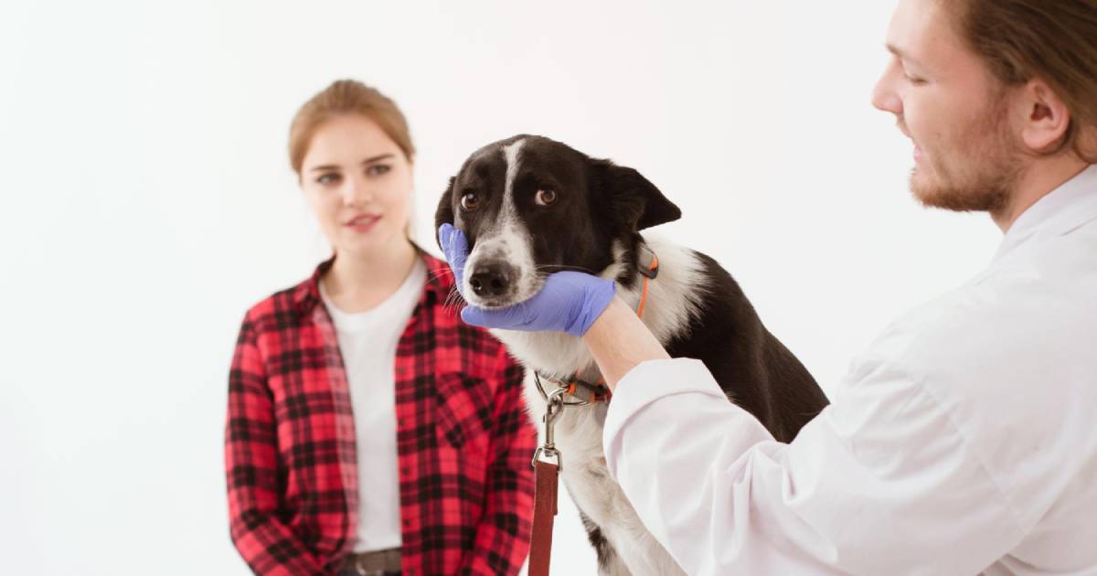 Veterinario: perché alcuni cani ne hanno paura? Come fare?