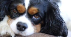 Cavalier King Charles Spaniel: dolce, sensibile e pieno di vita