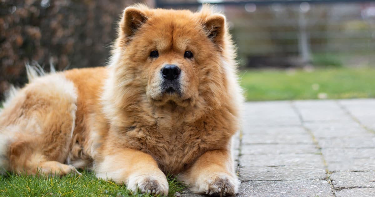 Chow Chow: un cane calmo e dall'aspetto regale