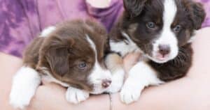 Border Collie: cane intelligente, tenace e grande lavoratore