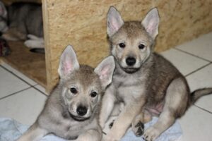 Cane Lupo Cecoslovacco: indipendente, forte e coraggioso