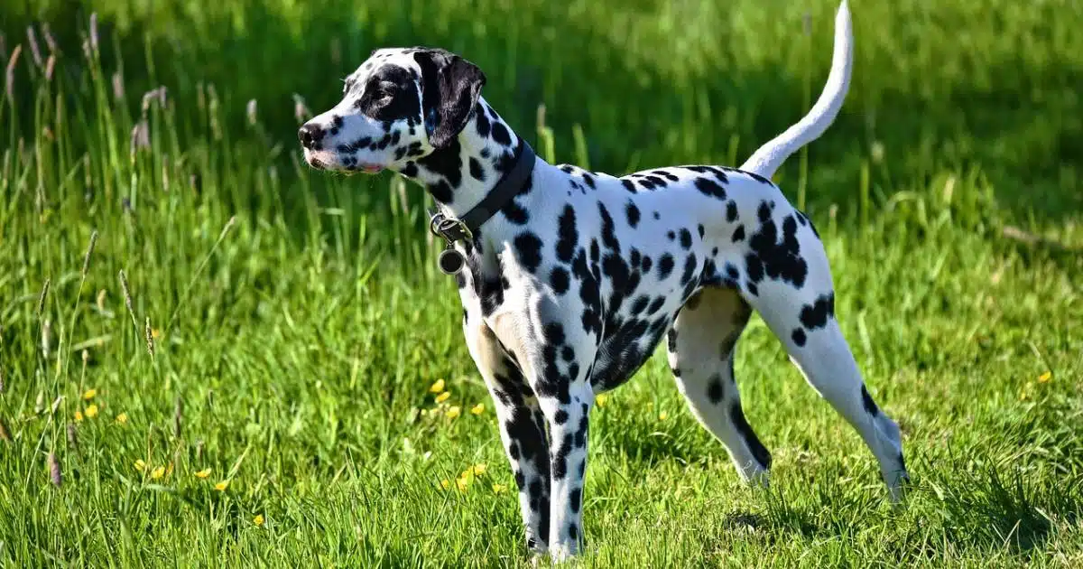 Il Dalmata: cane energico, docile e amichevole