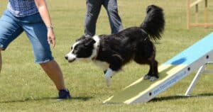 Border Collie: cane intelligente, tenace e grande lavoratore