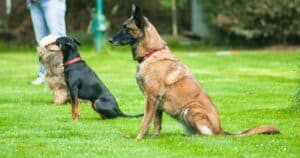 Addestramento del cane: l'obbedienza. Cos’è? Come si fa? A chi rivolgersi?