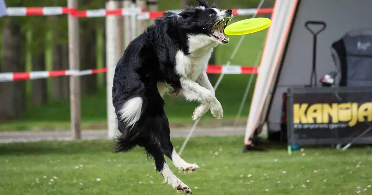 Disc Dog: lo sport per volare con il cane