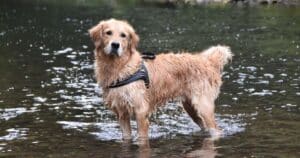 Golden Retriever: caratteristiche, personalità e cura