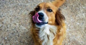 Il Cane Meticcio: intelligente, adattabile e versatile. Unico