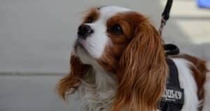 Cavalier King Charles Spaniel: dolce, sensibile e pieno di vita