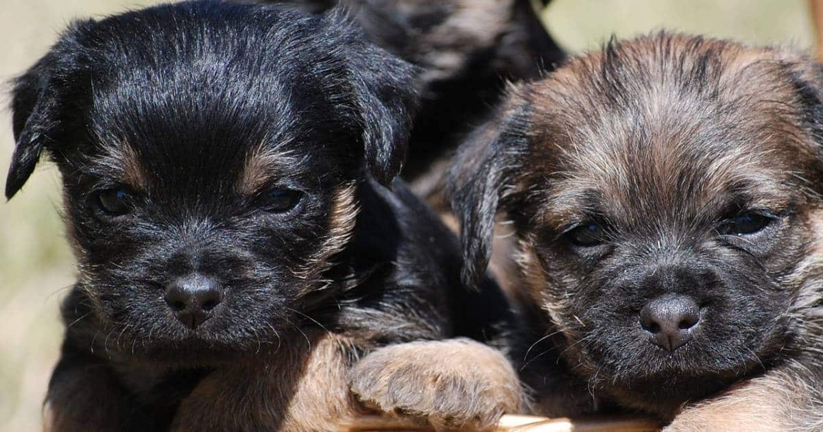 Border Terrier: un cane affettuoso e attivo