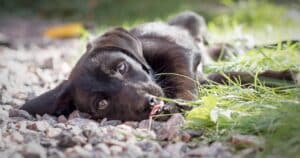 Il cane meticcio: resistente, versatile e unico