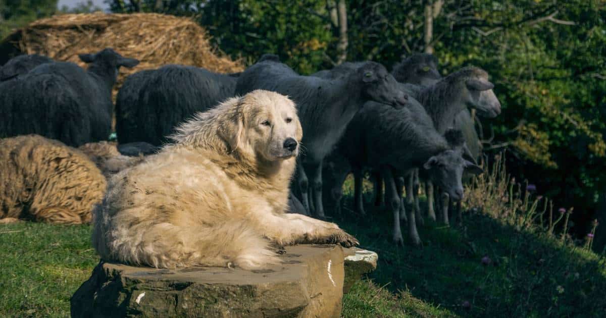 Il cane da pastore: compagno fedele ed efficiente
