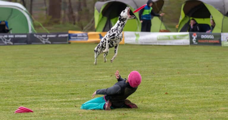 Disc Dog: lo sport per volare con il cane