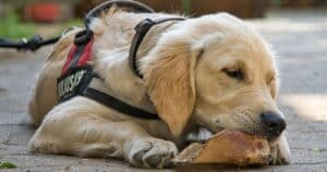 Golden Retriever: caratteristiche, personalità e cura