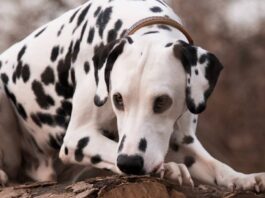 Il Dalmata: cane energico, docile e amichevole
