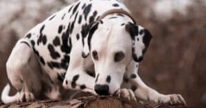 Il Dalmata: cane energico, docile e amichevole