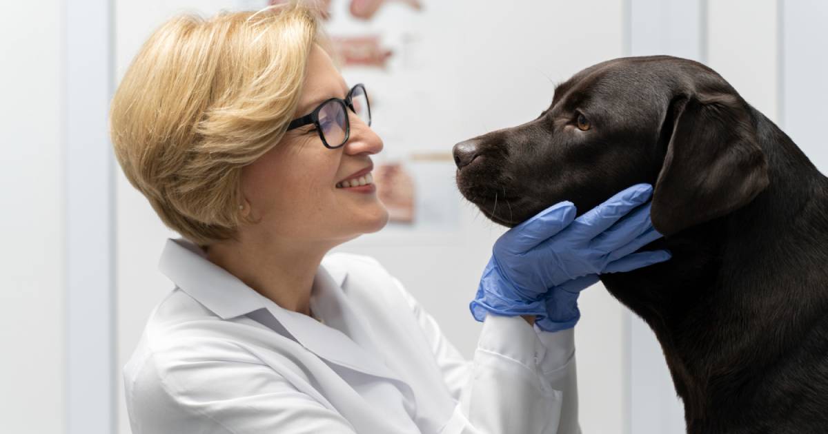 Veterinario: perché alcuni cani ne hanno paura? Come fare?